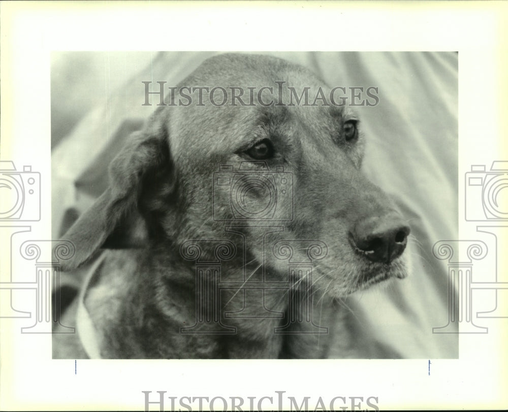 1991 Press Photo Sadie, Rhodesian Ridgebuck mix, housebroken and leash trained - Historic Images