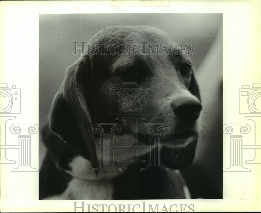 1990 Press Photo Beagle for Adoption, Jefferson Parish Animal Shelter, Louisiana - Historic Images