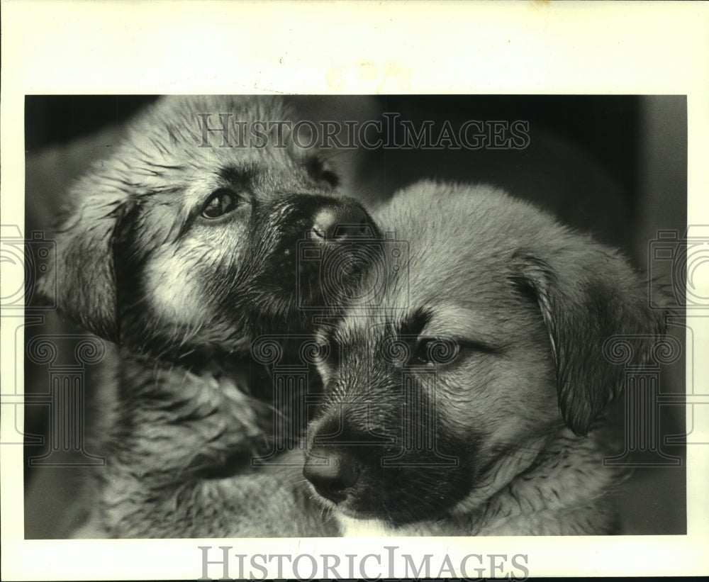 1985 Press Photo Puppies for Adoption in Chalmette, Louisiana - noa94325 - Historic Images