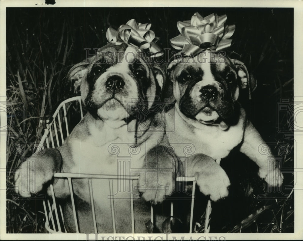 1968 Press Photo English Bulldog Puppies Pose in Bradenton, Florida - noa94329-Historic Images