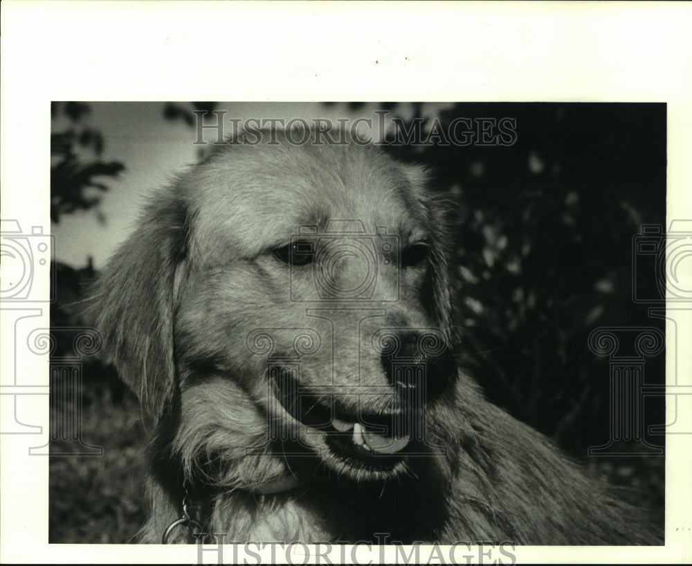 1985 Press Photo Golden Retriever Mix at Louisiana SPCA, New Orleans - noa94335 - Historic Images