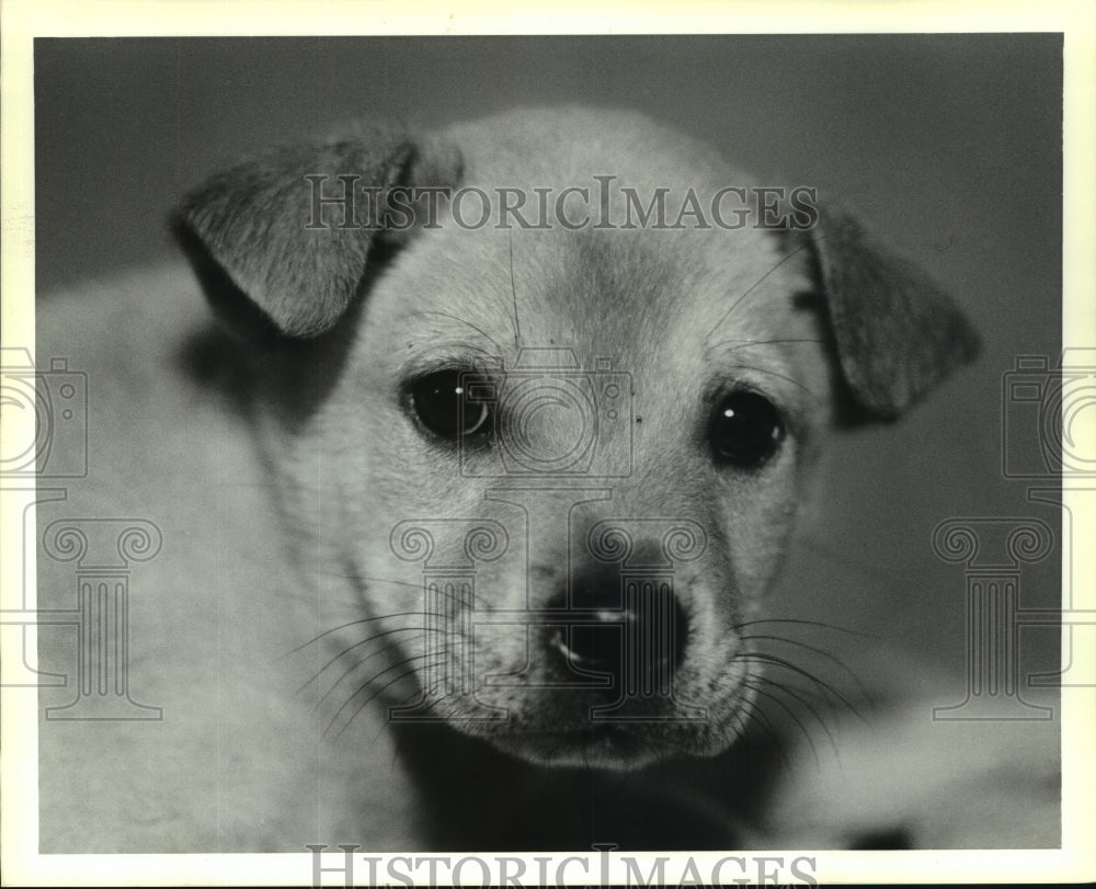 1990 Press Photo Tan mixed breed male puppy at Slidell Animal Shelter - Historic Images