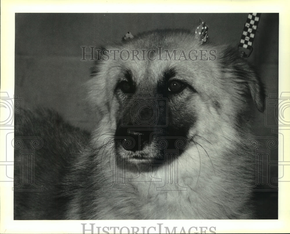 1990 Press Photo Oliver, two year old shepherd mix available for adoption. - Historic Images