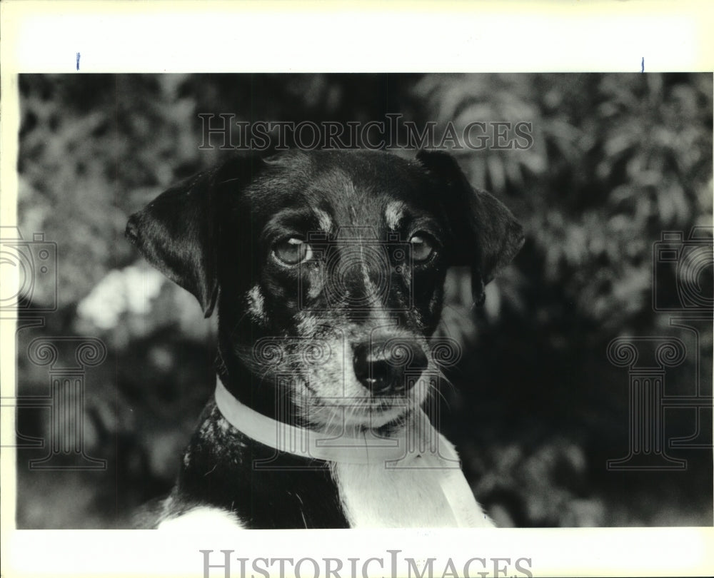 1990 Press Photo Dog at shelter. - noa94344 - Historic Images