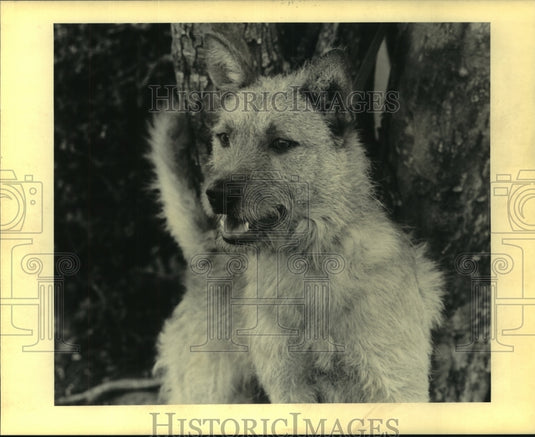 1990 Press Photo Simon, 1 year old Norwick Terrier mix, Pet of the Week. - Historic Images