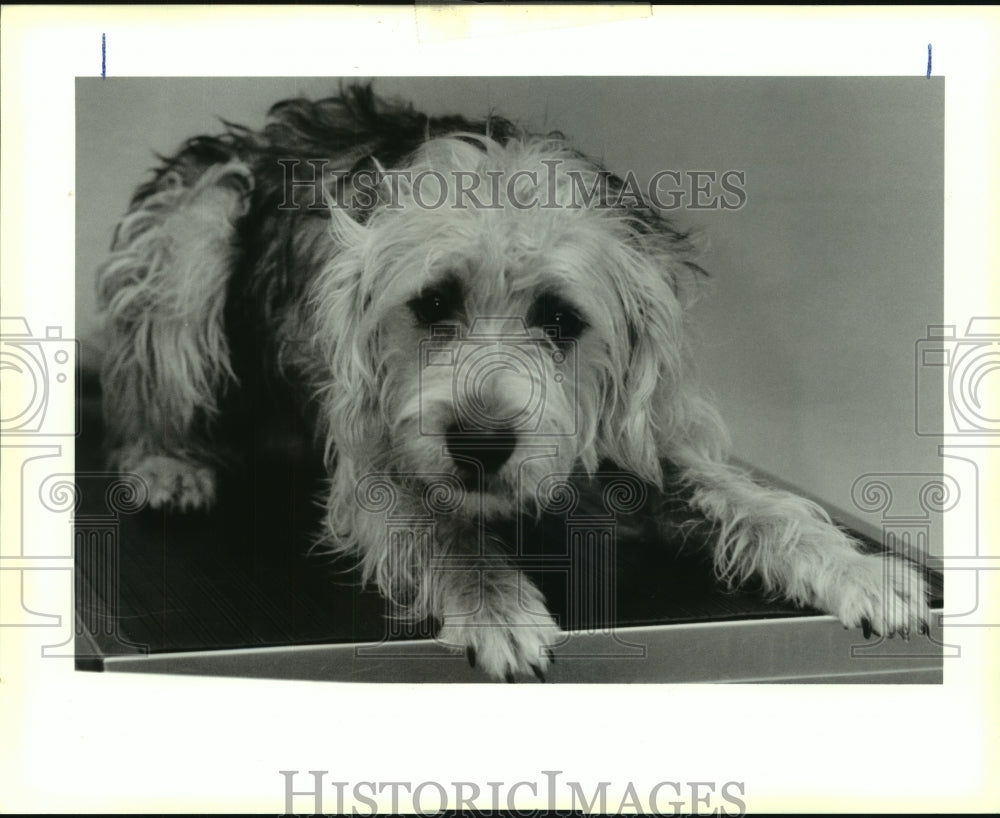 1990 Press Photo Pet of the Week-Jefferson Animal Shelter, male mixed breed dog - Historic Images
