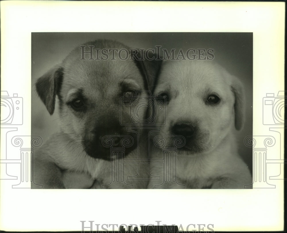 1990 Press Photo Two six-week-old puppies for adoption from Canine Campus. - Historic Images