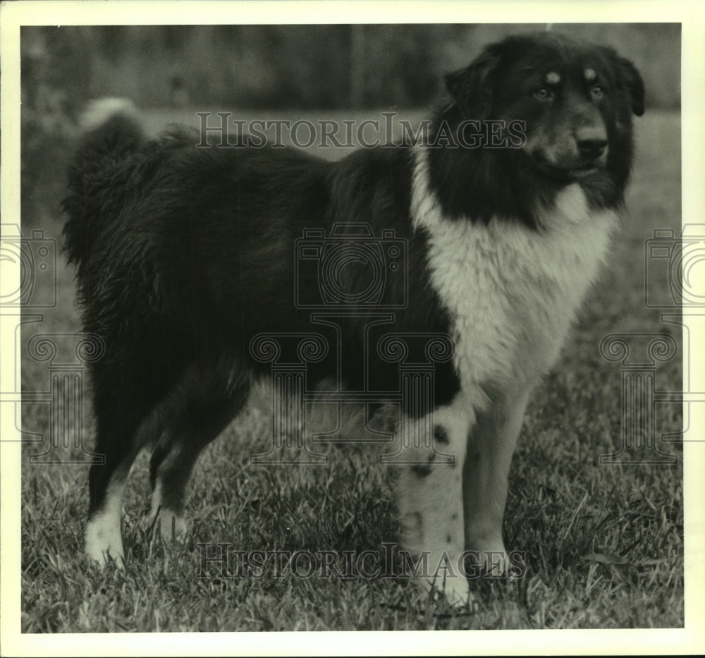 1990 Press Photo Adult male collie mix at St. Tammany Humane Society Shelter - Historic Images