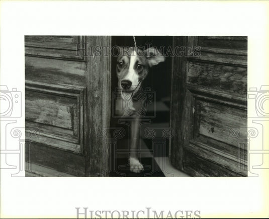 1993 Press Photo Dana Dorsen leads stray dog to Cat and Dog Grooming - Historic Images
