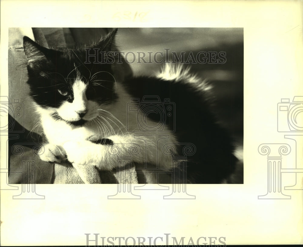 1987 Press Photo Black &amp; white kitten for adoption at East Bank Animal Shelter - Historic Images