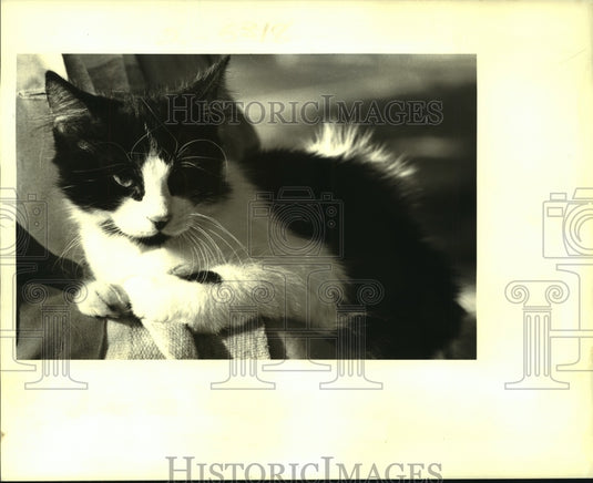 1987 Press Photo Black & white kitten for adoption at East Bank Animal Shelter - Historic Images