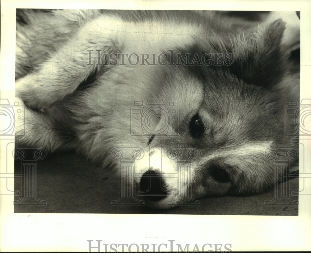 1987 Press Photo Mixed Collie dog as pet of the week at East Bank Shelter - Historic Images