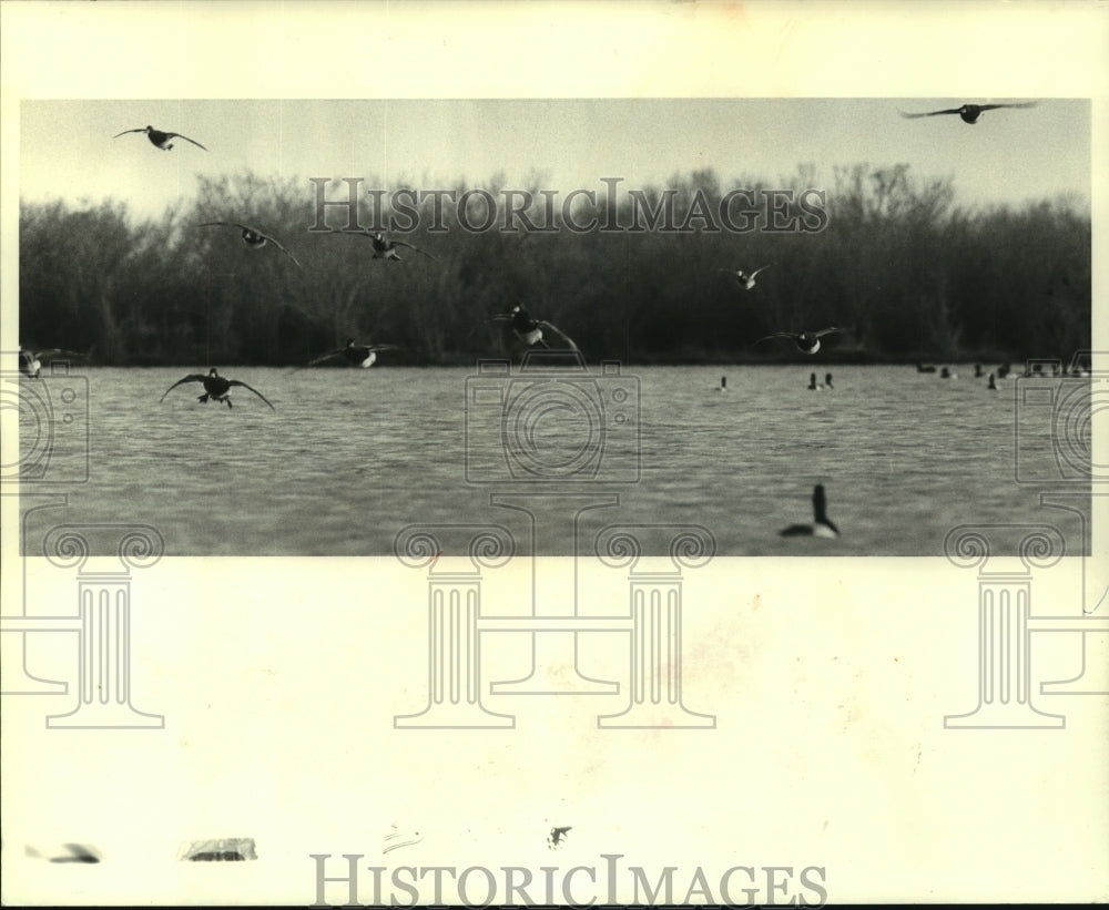 1985 Press Photo A marsh full of dos gris - noa94884 - Historic Images