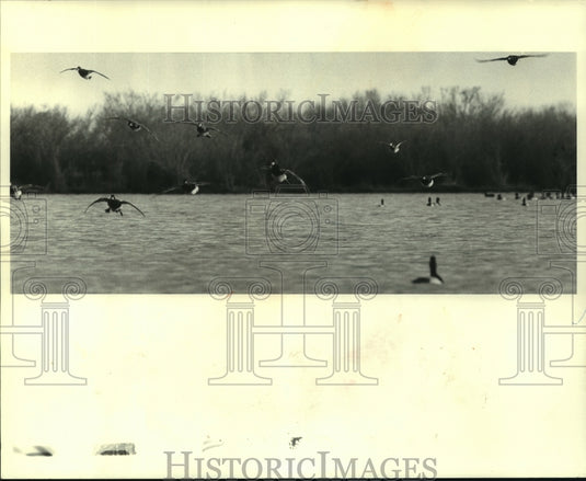 1985 Press Photo A marsh full of dos gris - noa94884 - Historic Images