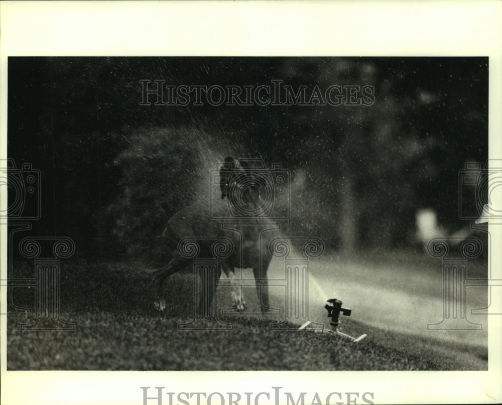 1986 Press Photo Dog Plays in Sprinkler - noa95683 - Historic Images