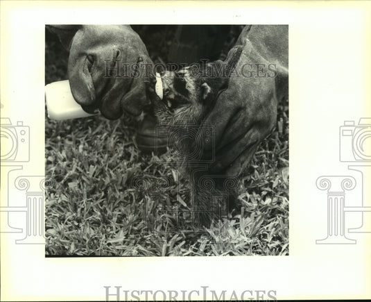 1991 Press Photo Greg duTreil feed one of a litter of 5 baby raccoons - Historic Images