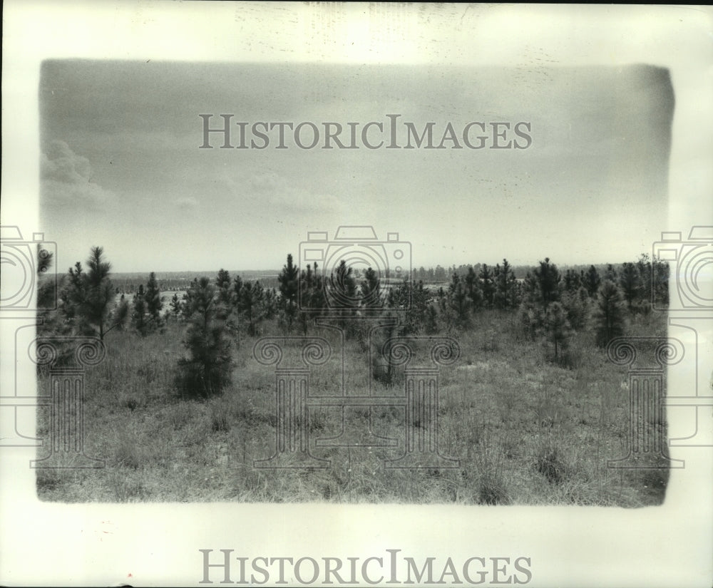 1977 Press Photo - noa96249 - Historic Images