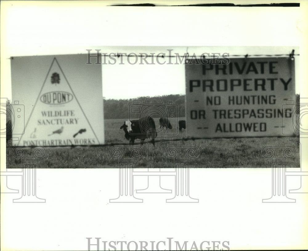 1993 Press Photo Cows Grazing on DuPont Wildlife Refuge, Louisiana - noa96270 - Historic Images