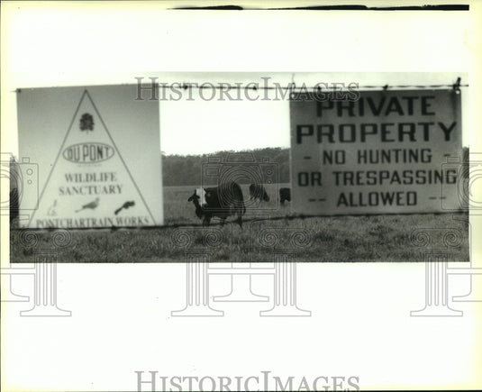 1993 Press Photo Cows Grazing on DuPont Wildlife Refuge, Louisiana - noa96270 - Historic Images