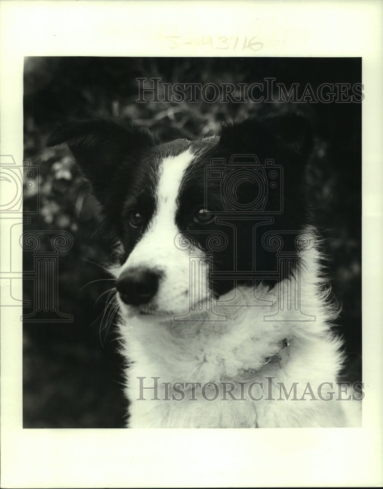 1987 Press Photo Black and White Dog - noa97995 - Historic Images
