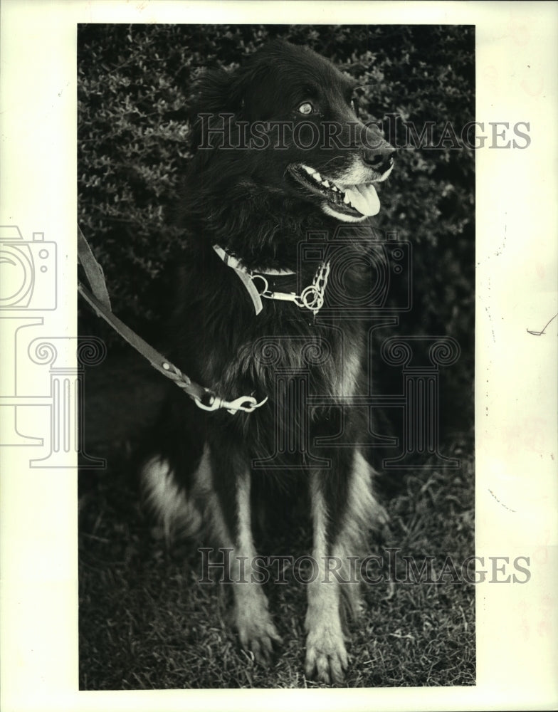 1987 Press Photo Roscoe, Pet of the Week - noa97996 - Historic Images