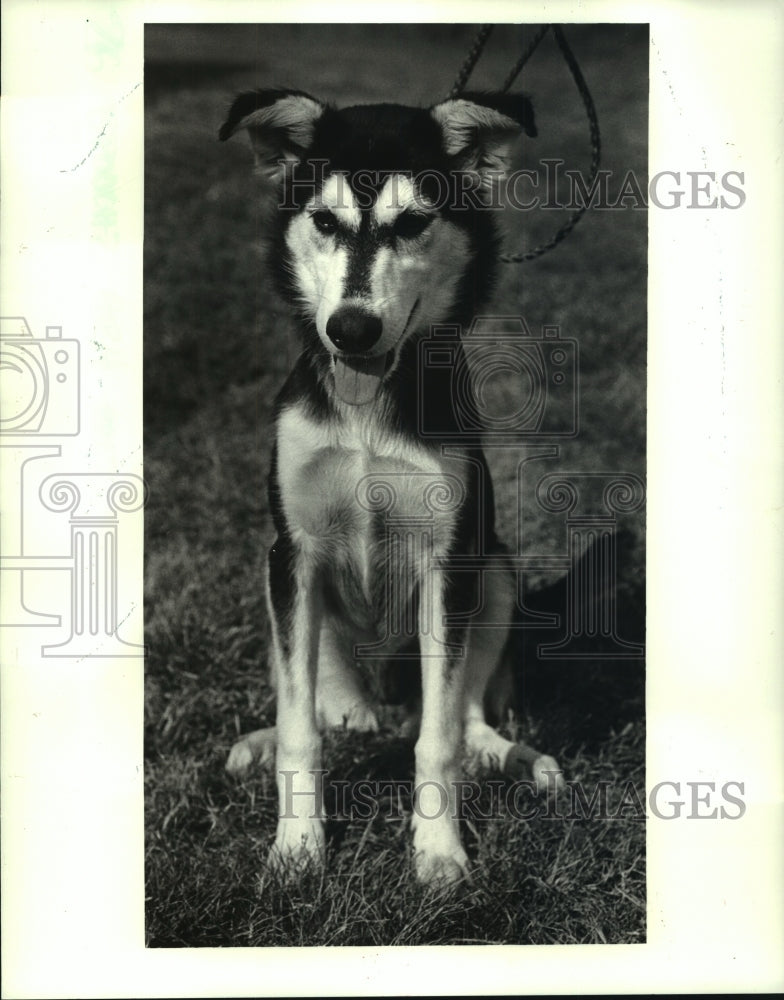 1987 Press Photo Husky Dog For Adoption at Canine Campus, Chalmette - noa97997 - Historic Images