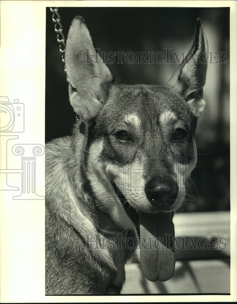 1987 Press Photo Dog on a leash at 1319 Japonica - noa98012 - Historic Images
