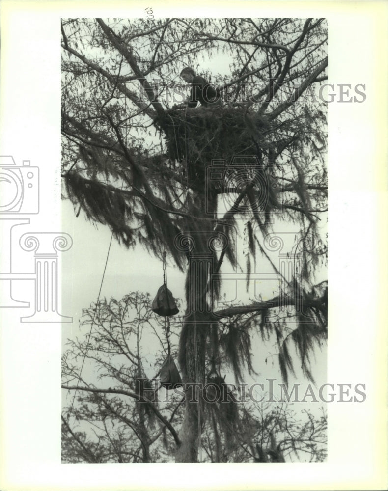 1992 Press Photo Don Crawford lowers two eaglets to the ground - noa98150 - Historic Images