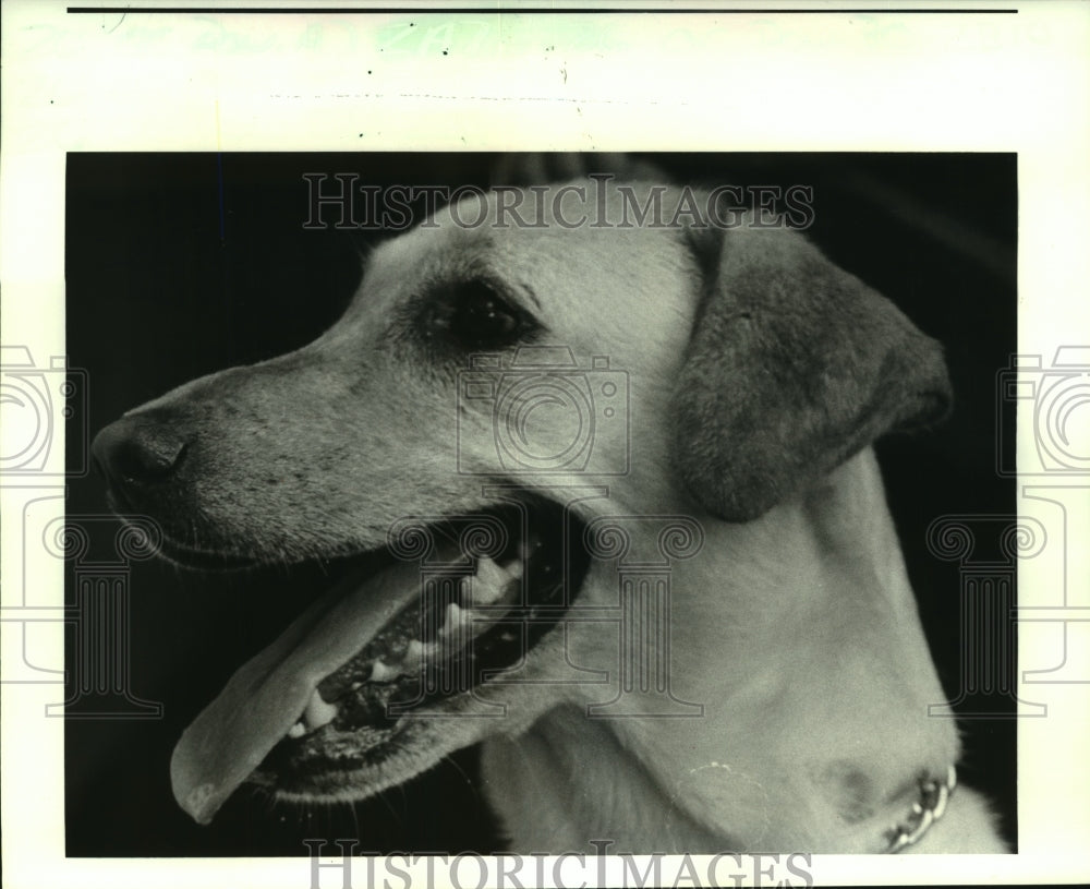 1987 Press Photo Louisiana SPCA Pet of the Week is &quot;Maggie, a 55# yellow lab. - Historic Images