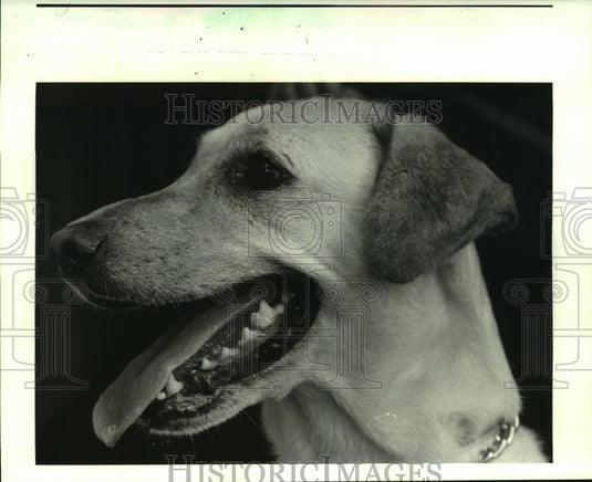 1987 Press Photo Louisiana SPCA Pet of the Week is "Maggie, a 55
