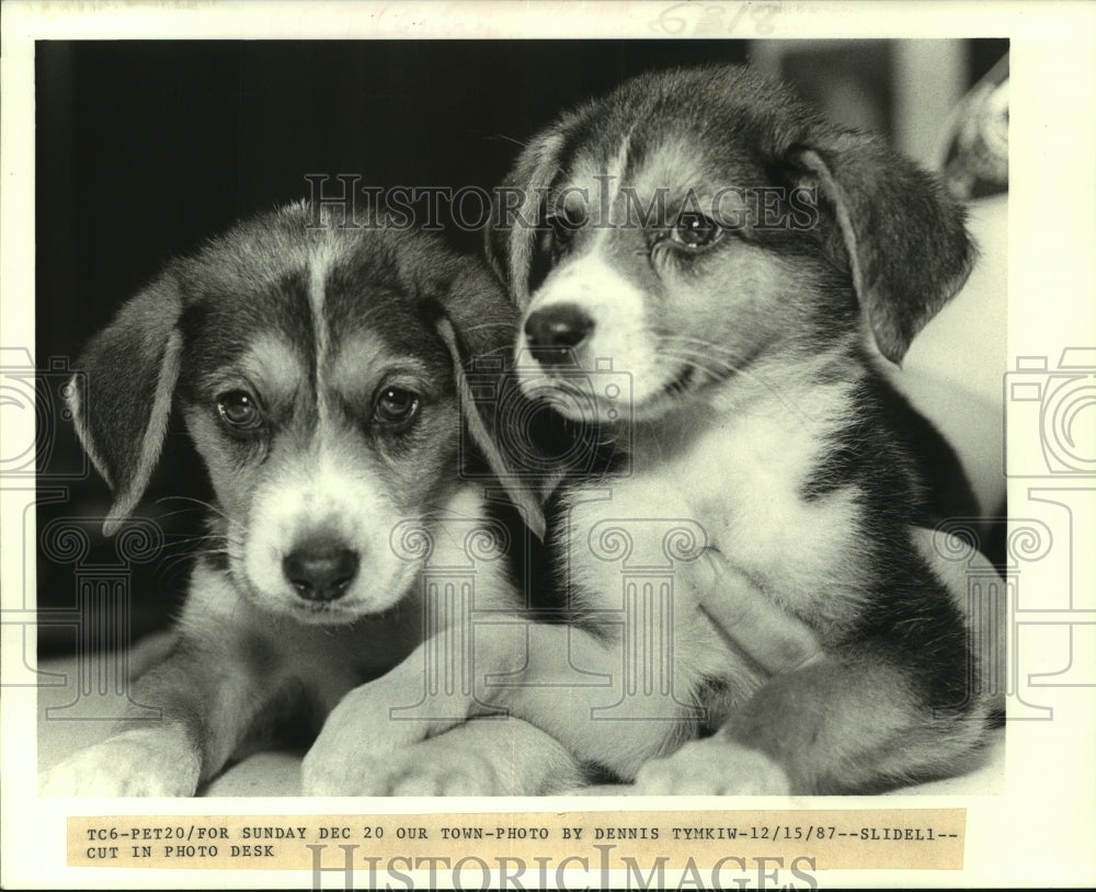 1987 Press Photo Puppies available for adoption in Slidell. - noa98517 - Historic Images