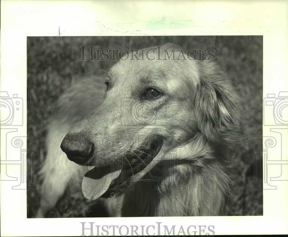 1987 Press Photo Canine Campus in Chalmette pet of the week. - noa98519 - Historic Images