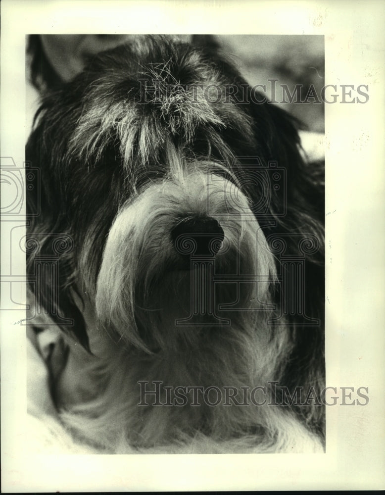 1985 Press Photo &quot;Cleo&quot;, a two-year-old female mixed breed dog - noa99950 - Historic Images