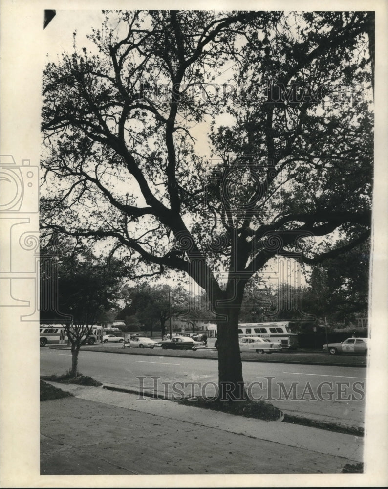 1968 Press Photo Franklin Avenue and Gentilly Boulevard Tree in Sidewalk-Historic Images