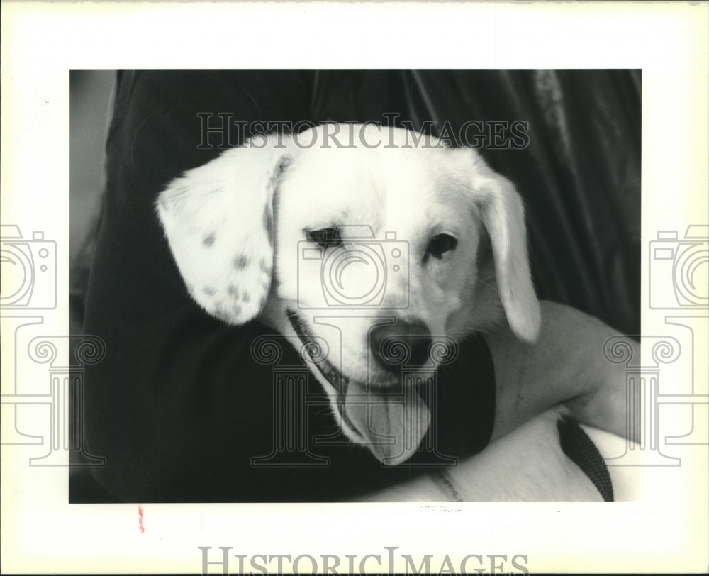 1989 Press Photo Marten is a small male short-haired dog - nob01102 - Historic Images