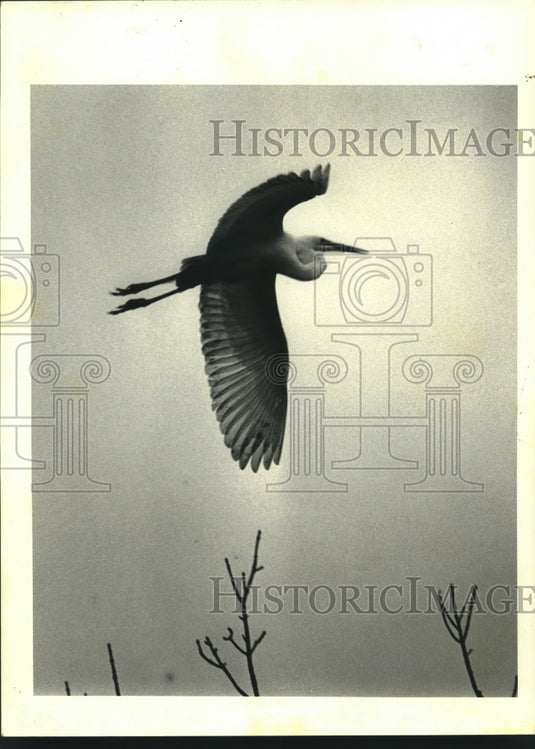 1981 Press Photo Egret, inhabitants of Louisiana swamps displays graceful style - Historic Images