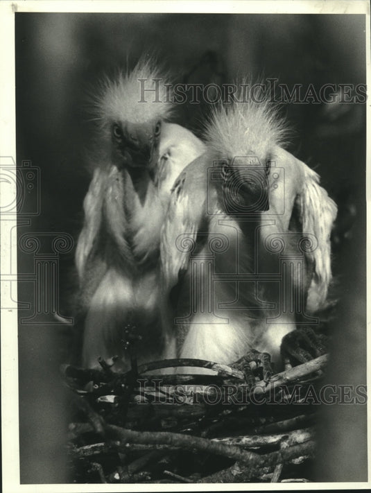1982 Press Photo Two nestling egrets stare defiantly at Bird Island intruders. - Historic Images