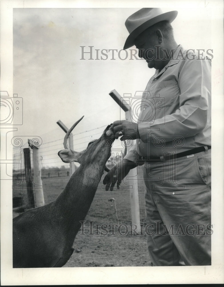 1965 Press Photo Fairchild with Deer eating Cigarettes in New Orleans, Louisiana - Historic Images