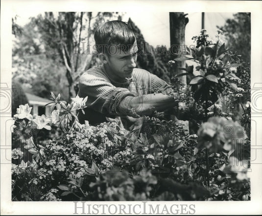 1969 Press Photo An unknown gardener pruning his flowering plants - nob04037 - Historic Images