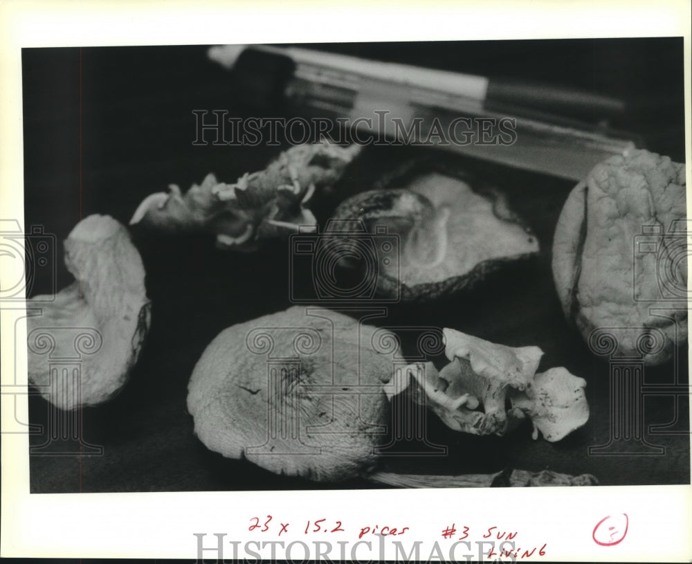 1990 Press Photo Toby Feibelman, Tulane University, works with edible mushrooms - Historic Images