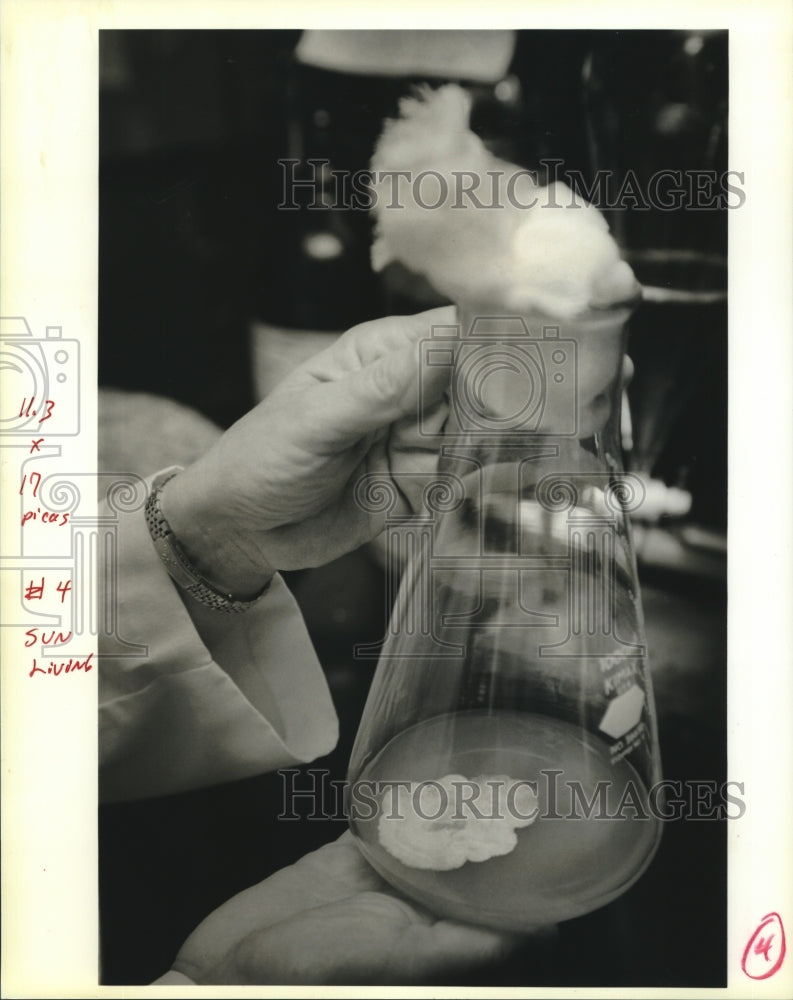 1990 Press Photo Toby Feibelman works with edible mushrooms. - Historic Images