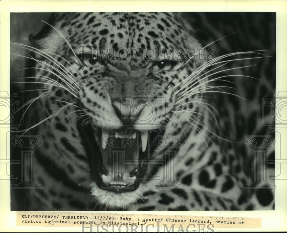 1990 Press Photo Chinese leopard at Endangered Species Survival Center, Miss. - Historic Images