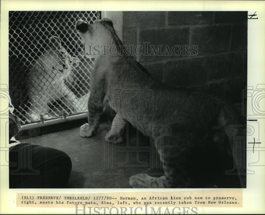 1990 Press Photo African Lion cubs at Endangered Species Survival Center, Miss. - Historic Images