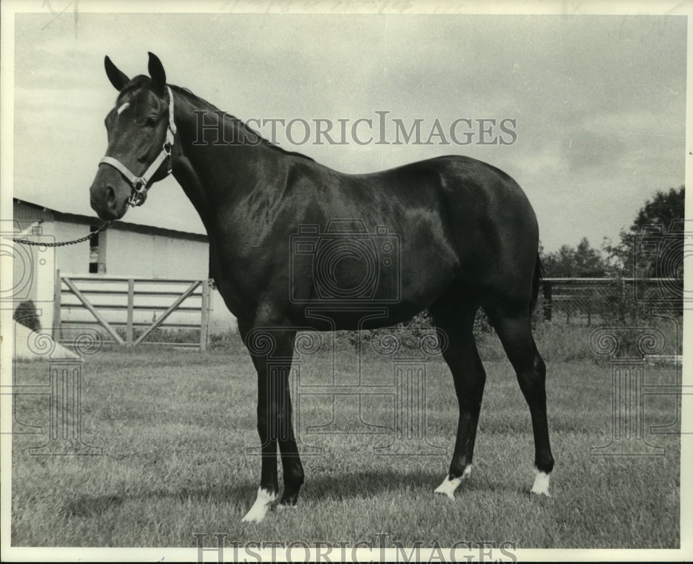 1976 Press Photo Fair Grounds sale of bay filly La Rapida Chie. - nob05394 - Historic Images