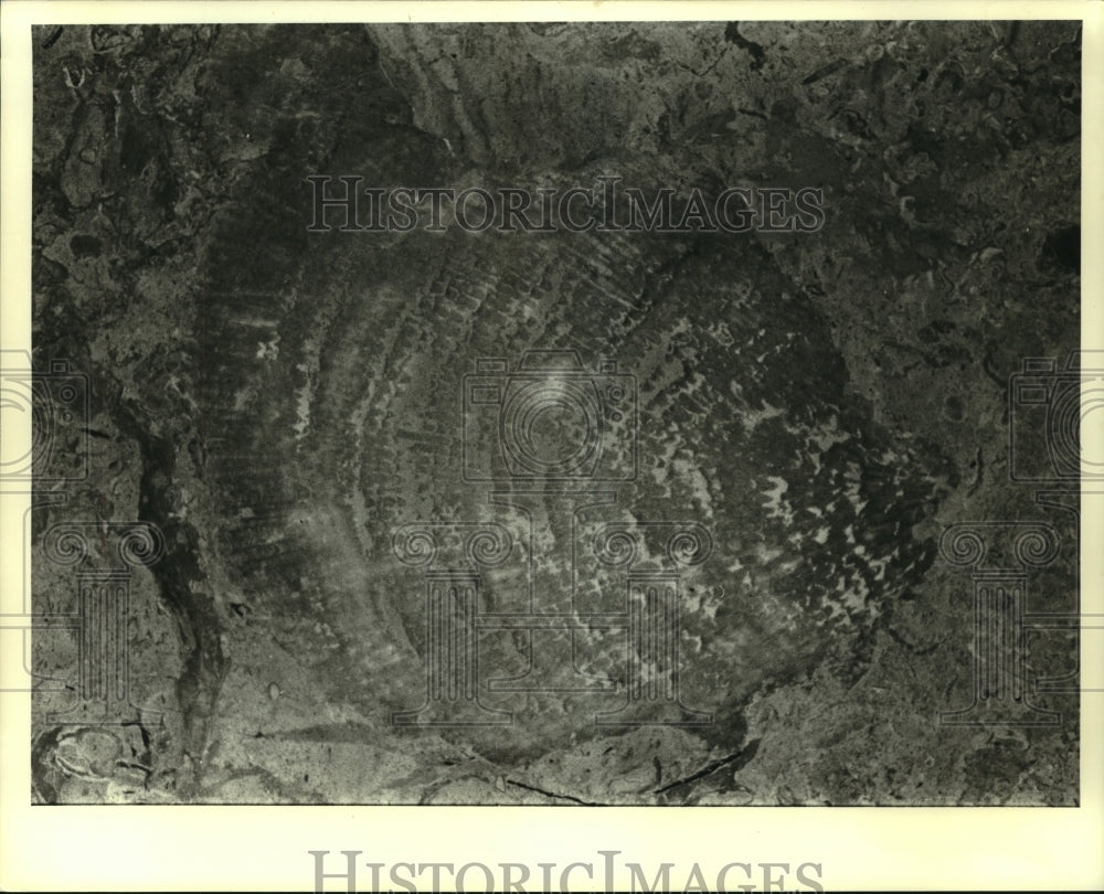 1987 Press Photo Fossils - Historic Images