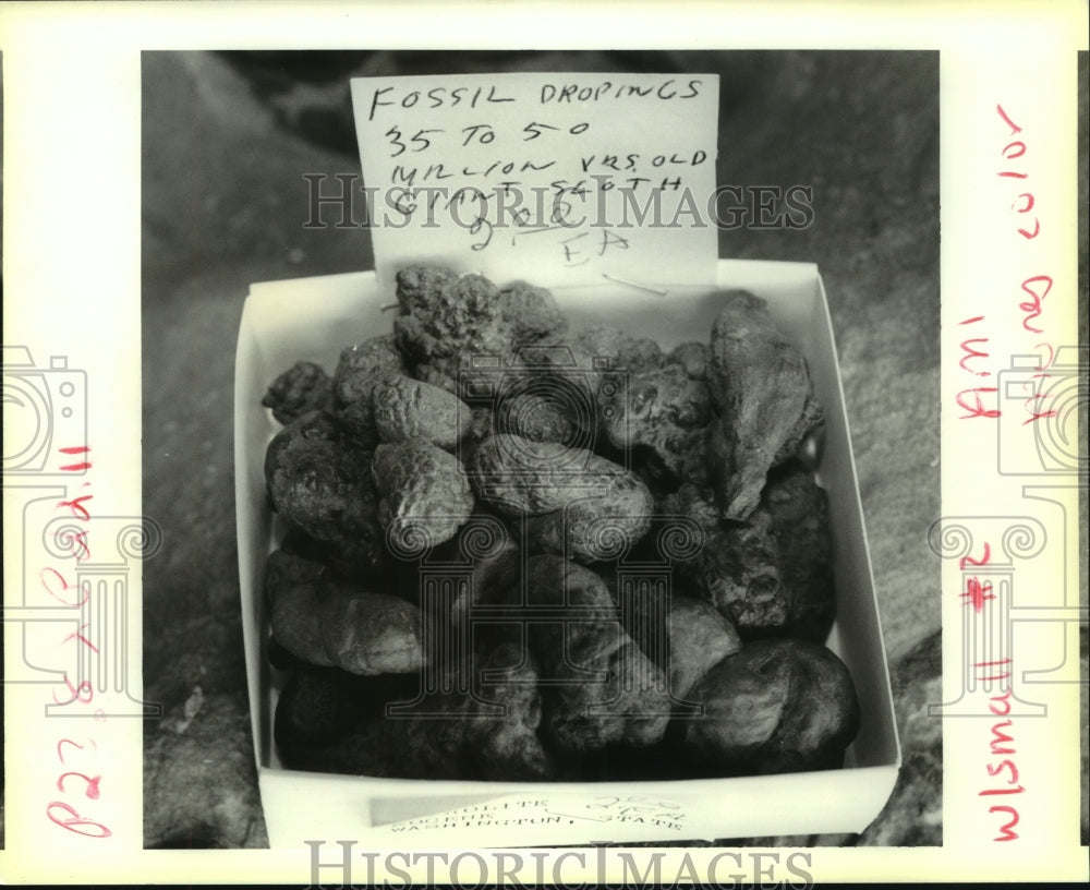 1993 Press Photo Johnny Leblanc displays 50 million year old fossil droppings. - Historic Images