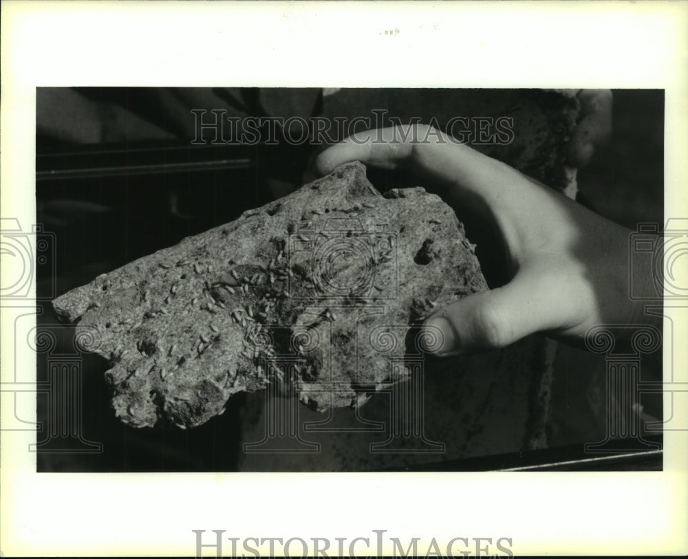 1993 Press Photo Formosa termite nest found in New Orleans home. - Historic Images