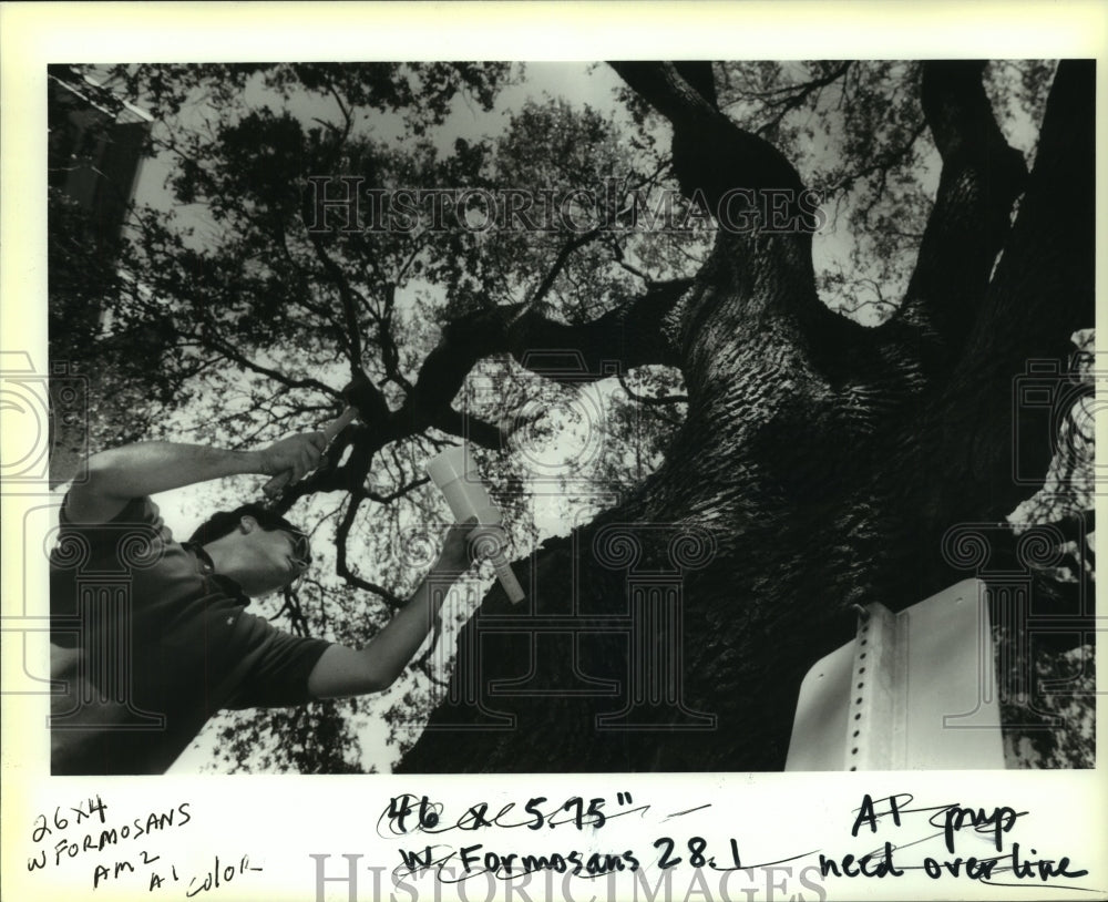 1993 Press Photo Jonathan Felix of LSU places experimental Formosa termite trap. - Historic Images