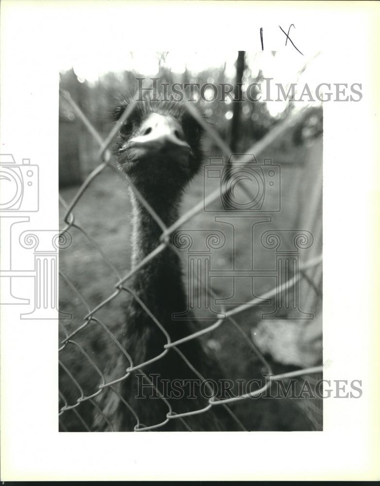 1993 Press Photo An Emu raised by Tony Bevill on his land in Paradis - Historic Images