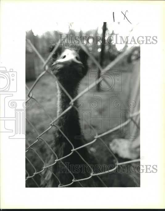 1993 Press Photo An Emu raised by Tony Bevill on his land in Paradis - Historic Images